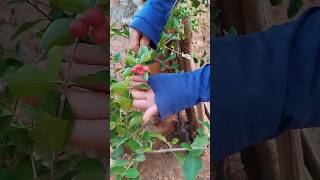 muda de acerola por estaquia já produzindo. #hortaorgânica #shorts