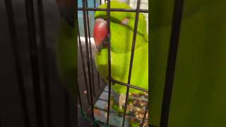 #sleep#mithu#parrotvideo #sweet#cutebird#lovebirds#parrots#parrot#parrotshorts#ringneckparrot#shorts