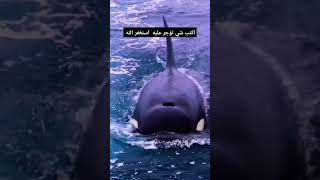 اكتب شي تؤجر عليه  استغفر الله