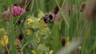 Farmer Interviews: Protecting Farmland Pollinators European Innovation Partnership Project