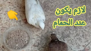 المكون ده لازم يكون عند الحمام 24ساعه 🕊🌺#احمد_هاني_عاشق_الحمام