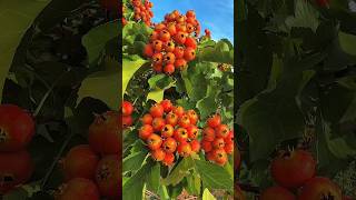 Beautiful fruits garden and enjoy the national life #fruittrees #nature #shortfruitvideo #healthy