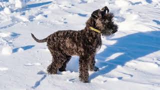 Kerry Blue Terrier Dog | Facts, History & Characteristics