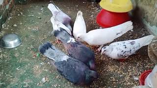 Punjabi kabutar for sale👌|| fancy kabutar for sale ||by @rkpigeonplanet