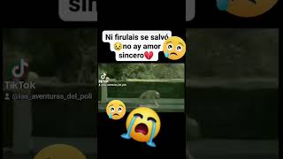 Ya ni firulais se salva de la traición 😲🥹🥹😞😂 #humor #tiktok #viral #comedia #firulais