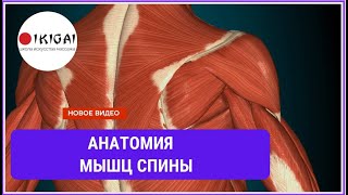 Анатомия мышц СПИНЫ для МАССАЖИСТОВ