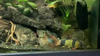 Loach tank mixed loach naturestyle