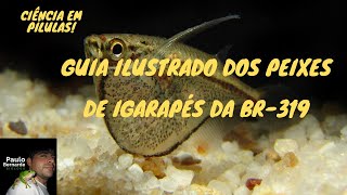 GUIA ILUSTRADO DOS PEIXES DE IGARAPÉ DA BR-319 - CIÊNCIA EM PÍLULAS!