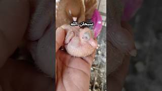 حمام البهلوان الهولندي القديم