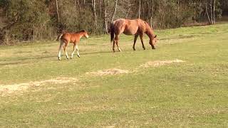 Brand New Little Colt Runs for Mom  1050