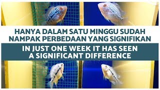 TIPS & TRICKS || PROGRES IKAN LOUHAN SINGLE TANK DALAM 1 MINGGU