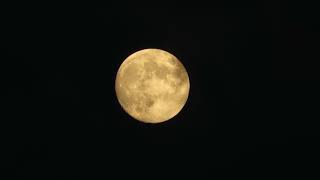 Полная луна и летучие мыши над озером. The full Moon and the bats flying over the lake.