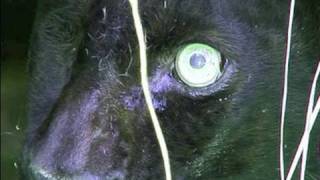 BLACK LEOPARD - Eye Surgery!