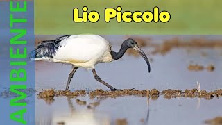 Laguna di Lio Piccolo