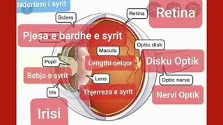 Topic:Across the currilulum 7f How our eyes work