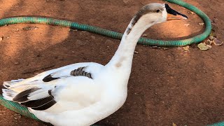 Duck and Goose Video|Duck Sounds