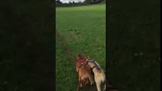 Canicross running with rescue dogs - Bruce & Poppy from Rescue Remedies