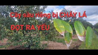 CÂY SẦU RIÊNG BỊ CHÁY LÁ RA ĐỌT YẾU