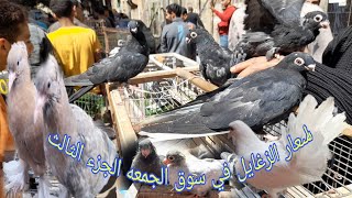 اسعار الزغايل في سوق  الجمعه الجزء الثالث #شريف_الغيه_المصريه