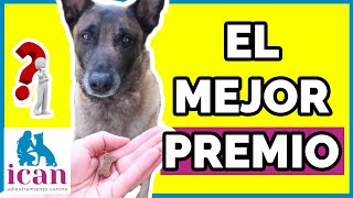 LOS MEJORES PREMIOS para perros | Adiestramiento Canino