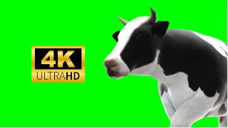 3 COW Green Screen Animated 4k 2023 ANIMAL GREEN SCREEN