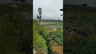 LADANG SAYURAN YANG LUAS DAN INDAH DI LERENG GUNUNG SUMBING#petani#sukses#sayur#magelang#jawatengah