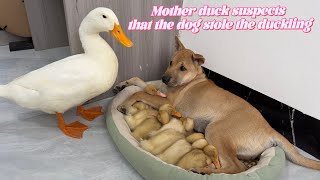 Unbelievable!How a dog became friends with a mother duck and her ducklings.Cute and funny animals