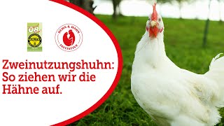 Zweinutzungshuhn: so ziehen wir die Hähne auf