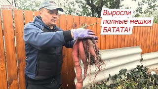 Урожай батата в мешках неожиданно удивил! Мы на такое не рассчитывали!