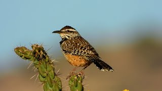 Cactus Wren - Pat O'Neil Bird ID's