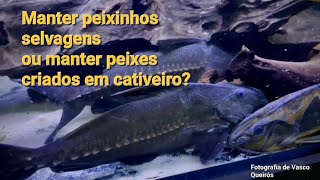 Manter peixes Selvagens ou manter peixes criados em cativeiro? O que será melhor???