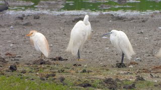 Goldcliff Birding #201 - Cattle Egret, Greenshank