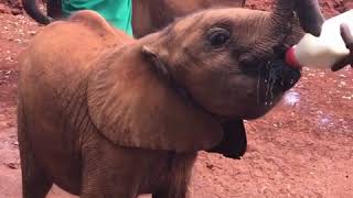 Stana Katic - Instagram: "#FeedingTime" | DSWT (Jun. 8, 2018)