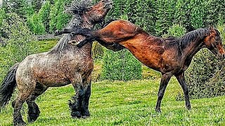 Horse Breeding Connection 💦 || Stallions Meet Successfully ✅ // Animals Meeting Nature’s Call 💯