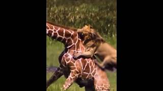 Lion Hunts Giraffe 😱 #viral #shorts #youtubeshorts #short #trending #youtube #viralshorts #fyp #fypシ