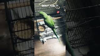 KNOCK KNOCK, WHO’s THERE ( Beautiful Cute young Parakeet Parrot)