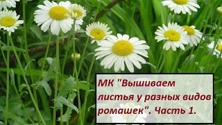 МК "Вышиваем листья у разных видов ромашек". Часть 1. Разживалова Наталья