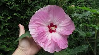 Garten-Tirol-Österreich Staudenhibiskus Hibiscus moscheutos