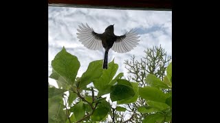 Bushtit Attacks its Reflection in Window