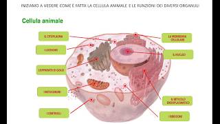 La cellula animale e vegetale