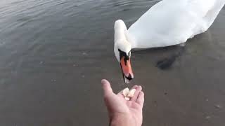 Белый лебедь на Черном море     #shorts #swan #blacksea #feeding #food #feedingswans #лебедь #море