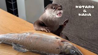 カワウソに巨大ヤマメをあげたら大変なことに！　Otter Goes Piranha Mode Over Large Salmon!