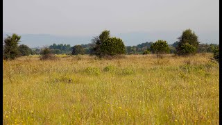 Les prairies