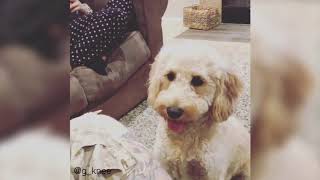 Everything Puppies - Best Goldendoodle Compilation (2019)