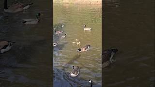 Our Daily Bread! #geese #canadageese #goose  #canadagoose #ponds #feedanimals #shorts #short #nature