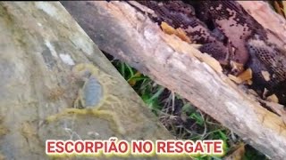 @RESGATE DE ENXAME NÓ PAU /ESCORPIÃO