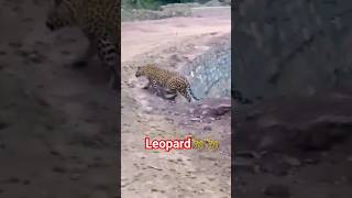 Leopard 🐆 🐆||#shorts #wildlife #leopard