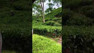 Tea garden view#shortvideos #teagarden