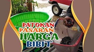 #dtvlele PATOKAN Harga BIBIT LELE Murah Dan MAHALNYA, Cek Video ini