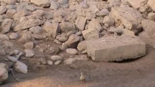 Ganga tacheté,  spotted sandgrouse (Pterocles senegallus)